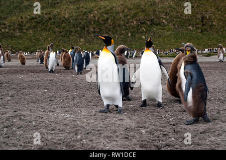 Salisbury Plain South Georgia Islands, Erwachsenen und Jugendlichen der Mauser Königspinguine in der Kolonie stehen Stockfoto