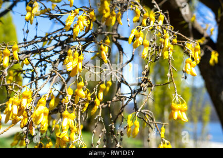 Kowhai Baum auf Blüte leuchtend gelbe Blüten Stockfoto