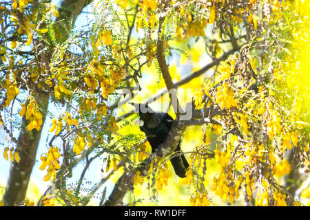 Kowhai Baum auf Blüte leuchtend gelbe Blüten und Tui im Schatten der Niederlassungen Stockfoto