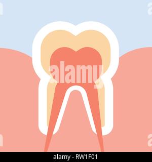 Gesunde menschliche Zahn in cut Nerven enden Struktur Anatomie Infografik Zahnpflege Konzept flach Stock Vektor