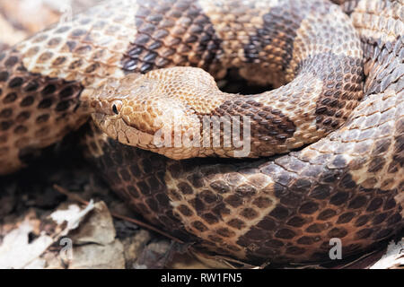 Northern Copperhead, Agkistrodon contortrix ist ein giftiges pit Viper im östlichen Nordamerika gefunden Stockfoto