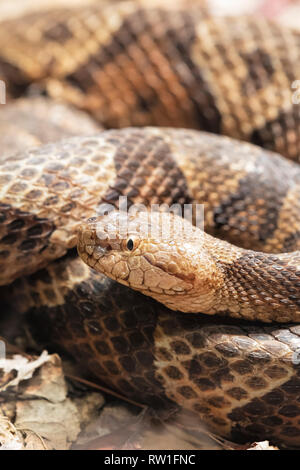 Northern Copperhead, Agkistrodon contortrix ist ein giftiges pit Viper im östlichen Nordamerika gefunden Stockfoto