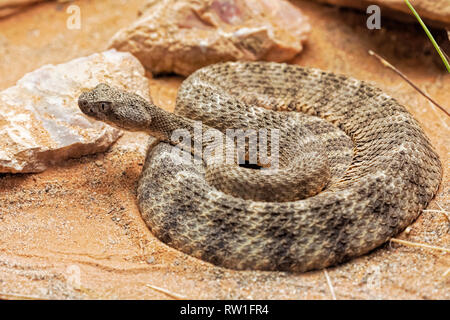 Tiger Klapperschlange, Crotalus tigris ist ein pit Viper von den felsigen Ausläufern der Sonoran Wüste aus South Central Arizona in Mexiko Stockfoto