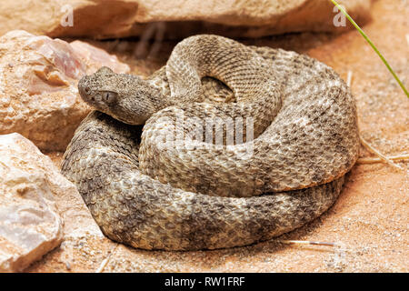 Tiger Klapperschlange, Crotalus tigris ist ein pit Viper von den felsigen Ausläufern der Sonoran Wüste aus South Central Arizona in Mexiko Stockfoto