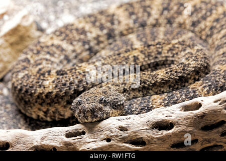 Südwesten gefleckte Klapperschlange, Crotalus mitchelli pyrrhus ist ein giftiges pit Viper im Südwesten der USA und Nordwesten von Mexiko gefunden Stockfoto