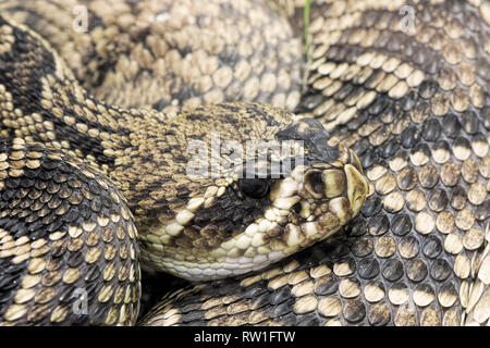 Östlichen Diamondback Rattlesnake. Crotalus adamanteus ist ein giftiges Bambusotter native auf den Südosten der Vereinigten Staaten Stockfoto