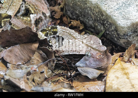 Aus okumen Viper Bitis gobonica ist in den Regenwäldern und Savannen Afrikas südlich der Sahara in Westafrika Zentralafrika Stockfoto