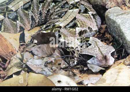 Aus okumen Viper Bitis gobonica ist in den Regenwäldern und Savannen Afrikas südlich der Sahara in Westafrika Zentralafrika Stockfoto