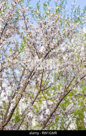 Blühende Mandelbaum schließen im Frühjahr Garten Stockfoto