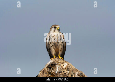 Turmfalke Falco tinnunculus, wenig Rann von Kutch, Gujarat, Indien. Stockfoto