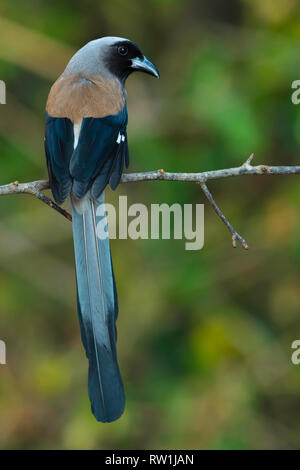 Himalayan treepie, Dendrocitta formosae, Sattal, Nainital Uttarakhand, Indien. Stockfoto