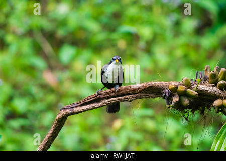 Indische scimitar Schwätzer Pomatorhinus horsfieldii, Ganeshgudi, Dandeli, Karnataka, Indien. Stockfoto