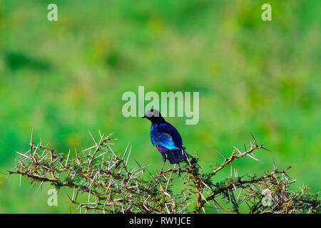 Rotbraun sparrow, Passer cinnamomeus, Sattal, Nainital Uttarakhand, Indien. Stockfoto