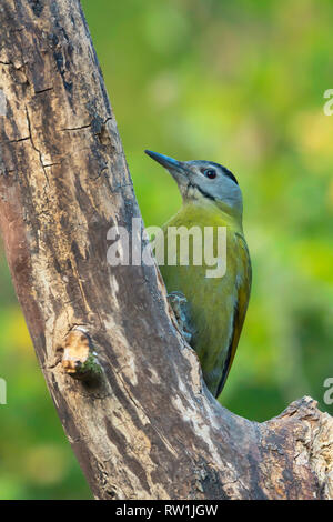 Graue Leitung Specht, weiblich, Picus canus, Sattal, Nainital, Uttarakhand, Indien. Stockfoto