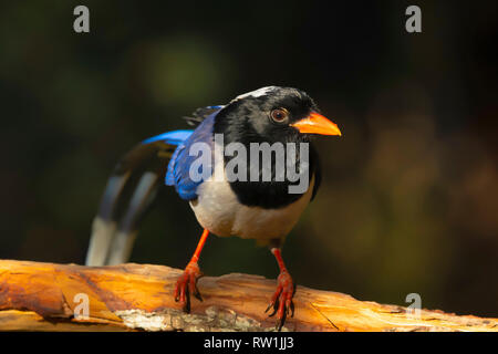 Red Billed Blue Magpie, Urocissa erythroryncha, Sattal, Nainital, Uttarakhand, Indien. Stockfoto