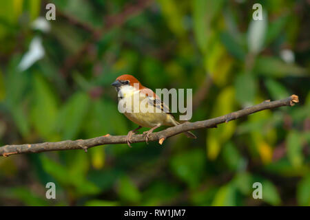 Rotbraun sparrow, Passer cinnamomeus, Sattal, Nainital Uttarakhand, Indien. Stockfoto