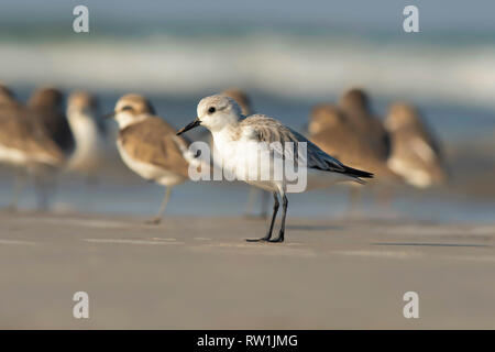 Sanderling, Calidris alba, akshi Strand, Alibaug, Maharashtra, Indien. Stockfoto