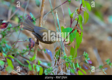 Abartiges bush Grasmücke, Horornis flavolivaceus, Sattal, Nainital, Uttarakhand, Indien. Stockfoto