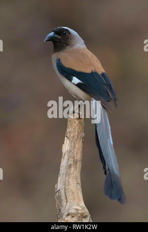 Grau treepie, Dendrocitta formosae, Sattal, Nainital, Uttarakhand, Indien. Stockfoto