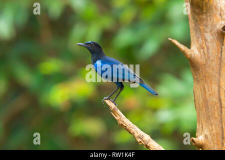 Malabar pfeifen Thrush, Myophonus horsfieldii, Salim Ali Bird Sanctuary, Thattekad, Kerala, Indien. Stockfoto