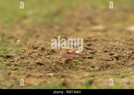 Fink, Bucanetes Mangolian mongolicus Hanle, Leh, Ladakh, Jammu und Kaschmir, Indien. Stockfoto