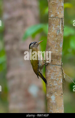 Streifen throated Specht, weiblich, Picus xanthopygaeus, Salim Ali Bird Sanctuary, Thattekad, Kerala, Indien. Stockfoto