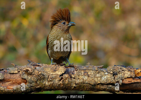 Gestreift laughingthrush, Garrulax striatus, Sattal, Nainital Uttarakhand, Indien. Stockfoto