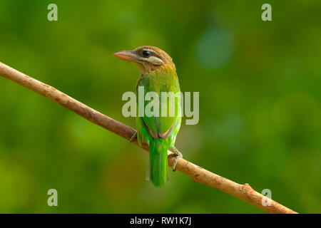 Weiß ist barbet, Psilopogon viridis, Munnar, Kerala, Indien. Stockfoto