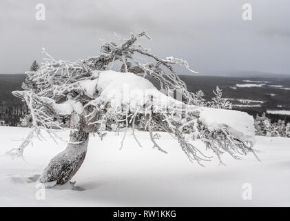 Schnee und Eis twisted Pine Tree auf einem fiel in Lappland, Finnland auf dramatische bedeckt Winter am Nachmittag Stockfoto