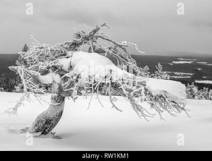 Schnee und Eis twisted Pine Tree auf einem fiel in Lappland, Finnland auf dramatische bedeckt Winter am Nachmittag Stockfoto