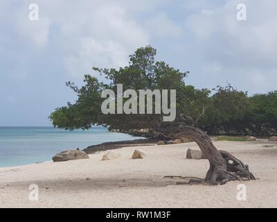 Beach in Aruba mit einem wunderbaren kleinen Baum Stockfoto