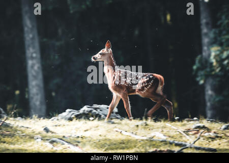 Junge Wilde Rehe in Gras, Hyla arborea. Neu geborene Reh, wild Frühling Natur in Niederösterreich Stockfoto