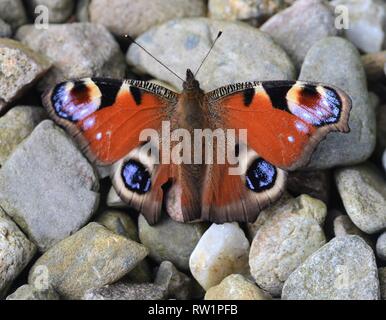 Tagpfauenauge ruht auf Steine Stockfoto