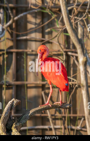 Ibis roter Vogel sitzt auf einem Ast Stockfoto