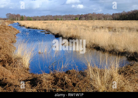 Alte überflutet Torf Graben auf Whixall Moss, Shropshire, Großbritannien Stockfoto