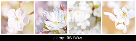 Cherry Blossom collage Stockfoto