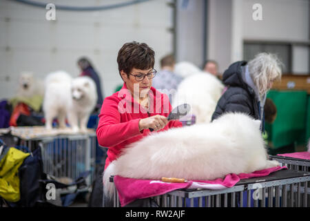 Frau Bürsten aus Wappen der Samojeden Hund in Vorbereitung für Dog Show, Edinburgh, Schottland Stockfoto