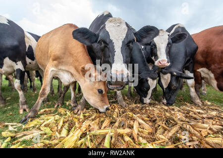Low Angle View von Milchvieh Essen Mais vom Stapel, Pokomoke, Maryland Stockfoto
