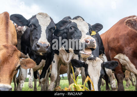 Low Angle View von Milchvieh gebündelt und Beweidung, Pokomoke, Maryland Stockfoto