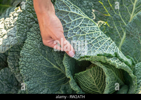 Prüfung der mottenschildläuse auf Savoy Kohl (Brassica oleracea var. sabauda L.) gepflanzt im Feld, Sieradz, Woiwodschaft Łódź, Polen Stockfoto