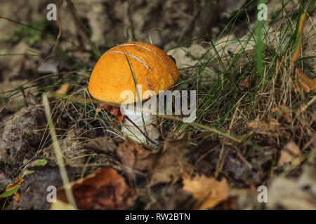 Kleine Rote-capped scaber Stiel bolete (Leccinum aurantiacum) im Wald, Laub und Gras um. Stockfoto