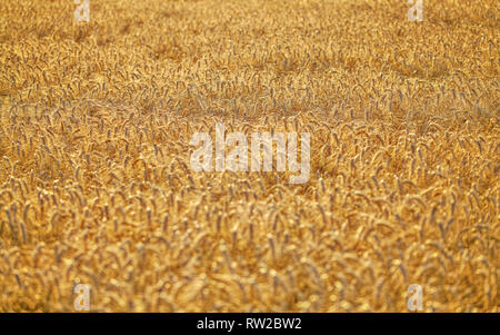 Afternoon sun lit wheat field - no sky / surroundings, abstract agriculture background. Stockfoto