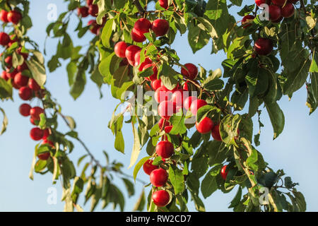 Red mirabele Pflaumen (Prunus domestica Syriaca) wachsende auf wilde Baum., blauer Himmel im Hintergrund Stockfoto