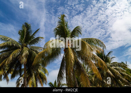Sehr hohe Kokospalmen mit Früchten unter blauen Himmel mit weißen Wolken Stockfoto