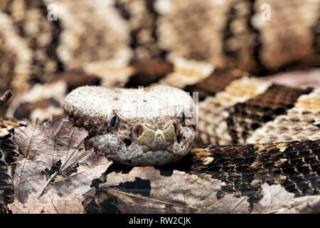 Holz Klapperschlange. Crotalus horridus ist ein giftiges Bambusotter native auf den Osten der Vereinigten Staaten Stockfoto