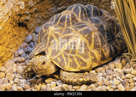 Indische Stern Schildkröte, Geochelone elegans ist eine bedrohte Schildkröte native auf den trockenen Gebieten und scheuern Wald in Indien und Sri Lanka. Stockfoto