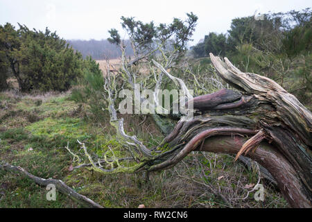 Wacholder, Wacholderheide, Wacholderbüsche, Wacholder-Heide, Gemeiner Wacholder, Heide-Wacholder, Heidewacholder, Juniperus communis, gemeinsame Wacholder, Stockfoto