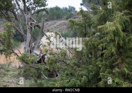 Wacholder, Wacholderheide, Wacholderbüsche, Wacholder-Heide, Gemeiner Wacholder, Heide-Wacholder, Heidewacholder, Juniperus communis, gemeinsame Wacholder, Stockfoto