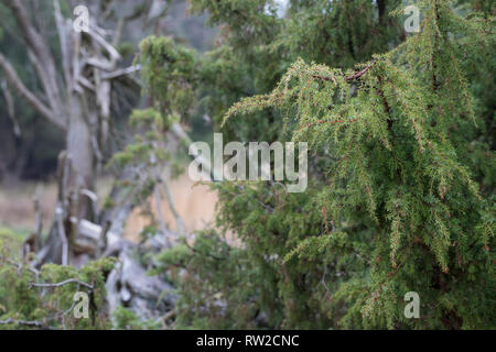 Wacholder, Wacholderheide, Wacholderbüsche, Wacholder-Heide, Gemeiner Wacholder, Heide-Wacholder, Heidewacholder, Juniperus communis, gemeinsame Wacholder, Stockfoto