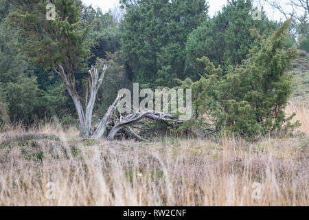 Wacholder, Wacholderheide, Wacholderbüsche, Wacholder-Heide, Gemeiner Wacholder, Heide-Wacholder, Heidewacholder, Juniperus communis, gemeinsame Wacholder, Stockfoto